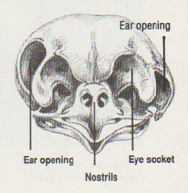 Képtalálat a következ&odblac;re: „owl skull ears”