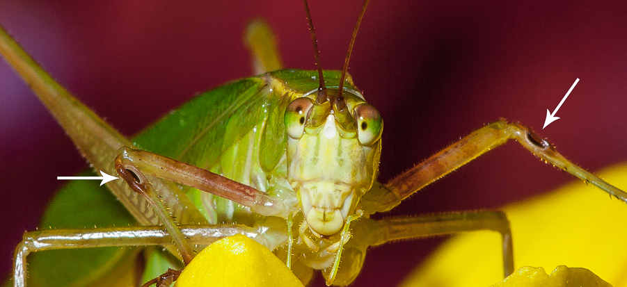 Képtalálat a következ&odblac;re: „grasshopper ears”