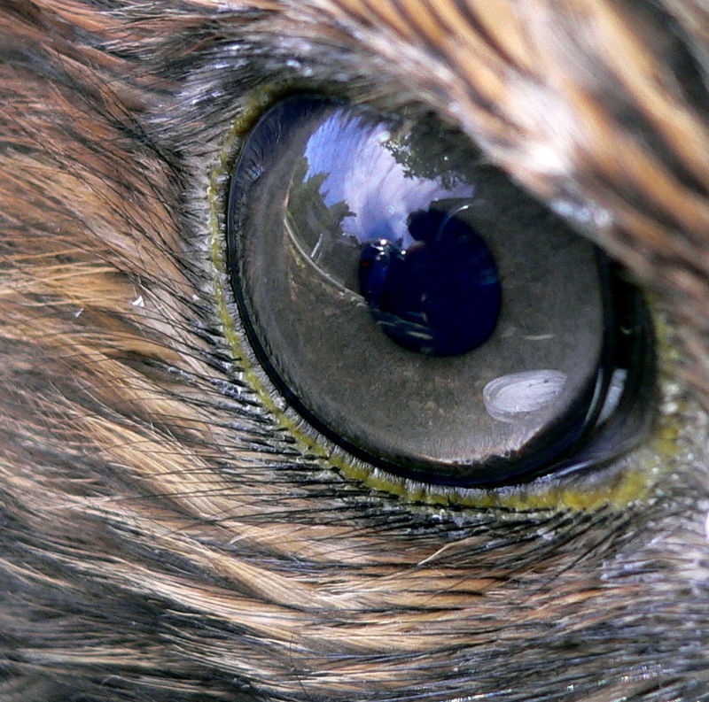 A madarak látása